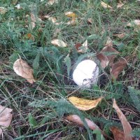 Грибы августа :: Андрей Хлопонин