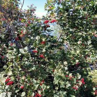 Калина красная :: Veera V