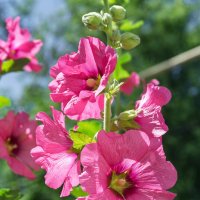 *** :: Виктор Иванович Чернюк *** :: Виктор Иванович Чернюк