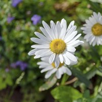 Августовская :: Валерий Иванович