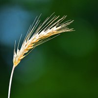 колосок :: леонид логинов