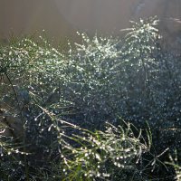 Здравствуй, утро росистое! :: Татьяна Лютаева Здравствуй, утро росистое! :: Татьяна Лютаева