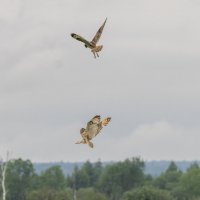 сова болотная :: юрий макаров