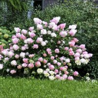 "Фейерверк" :: Валентина *