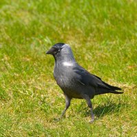 Галка :: Константин Анисимов Галка :: Константин Анисимов