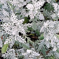 Цветы. :: Владимир Драгунский Цветы. :: Владимир Драгунский