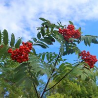 Рябина :: Дмитрий И_ Рябина :: Дмитрий И_