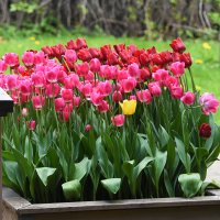 Весна в Ботаническом... Май. :: Наташа *****