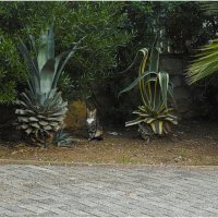 Кошки нашего города :: ujgcvbif 