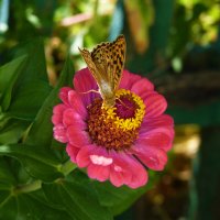 Бабочка  на  цветке :: Валентин Семчишин