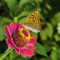 Бабочка и Циния :: Валентин Семчишин Бабочка и Циния :: Валентин Семчишин