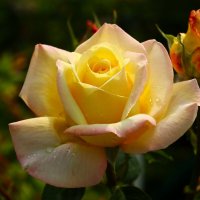 Доброе утро :: Юрий. Шмаков