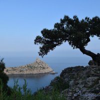 Природа Крыма :: Amazing Cosmea