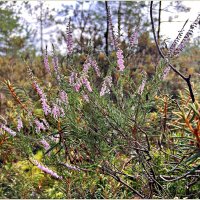 Вереск. :: Валерия Комова