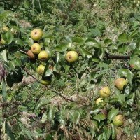 Дикая груша :: Рита Симонова