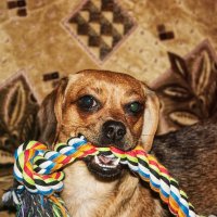 Стелла и её канатный бой: кто победит? :: Джованни Луче