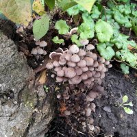 А у нас во дворе :: ирина 