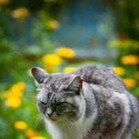 На пенёчке у цветочков! :: Анатолий Нецепляев