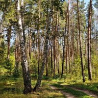 Августовский лес . :: Мила Бовкун
