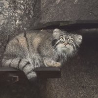 Манул Тимоша :: <<< Наташа >>> Манул Тимоша :: <<< Наташа >>>