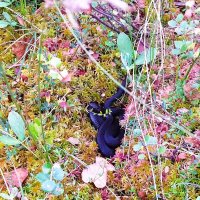 Красотка! :: Хватова Марина 