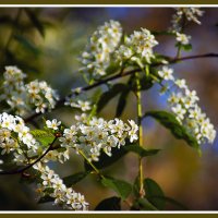 Цветение :: Владимир Кроливец Цветение :: Владимир Кроливец