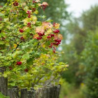 Калина красная :: Nyusha . Калина красная :: Nyusha .