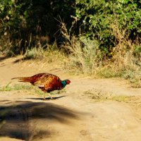 Обыкновенный фазан. :: Yuri Chudnovetz