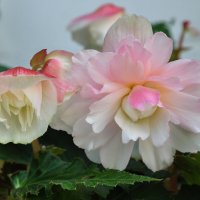 Бегонии :: Татьяна Машошина