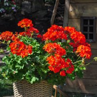 Алая герань :: Татьяна Машошина Алая герань :: Татьяна Машошина