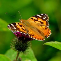 из снятого сегодня 4 :: Александр Прокудин из снятого сегодня 4 :: Александр Прокудин