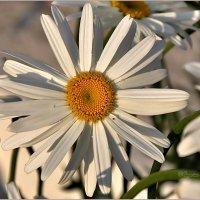 Про городские цветы... :: Aquarius - Сергей