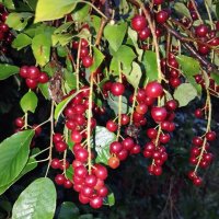 Черемуха :: На-та-ша 