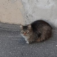 Хозяин двора :: Наталья Герасимова