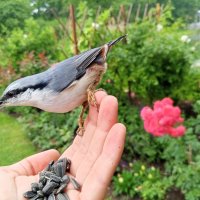 Поползень :: Сапсан 