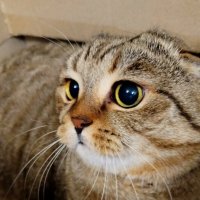 В процессе игры :: светлана льдокова