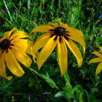 Лето :: Антонина Гугаева