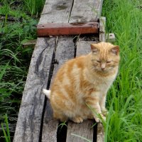 Рыжик :: Антонина Гугаева