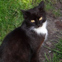 Кузьмич :: Антонина Гугаева