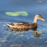 Утка :: Дмитрий И_ Утка :: Дмитрий И_