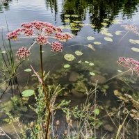 Сусак зонтичный :: Veera V