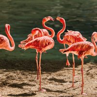 Фламинго :: SanSan 