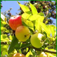 Дары августа. :: Ольга Довженко