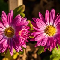 *** :: Игорь Сикорский