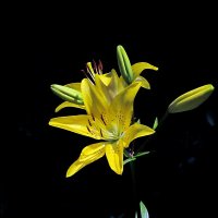 Летние цветы :: Роман Савоцкий