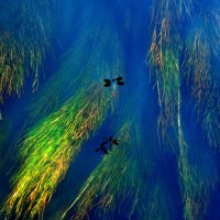 ТИХИЙ ОМУТ :: Юрий Вовк