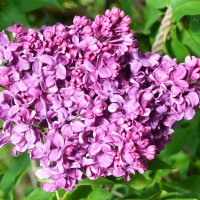 Весна в Ботаническом... Май. :: Наташа ***** Весна в Ботаническом... Май. :: Наташа *****