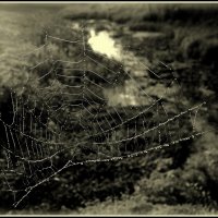 Мир под паутиной... :: Aleksandr Gal
