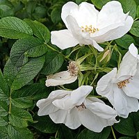 Цветы. :: Владимир Драгунский