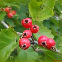 И вот уже боярышник созревает... :: Андрей Заломленков